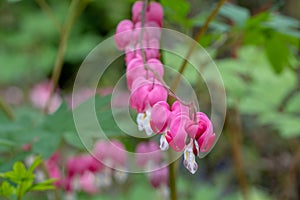 Perfect row of bleeding heart flowers, also known as `lady in the bath`or lyre flower, photographed at RHS Wisley gardens, UK.