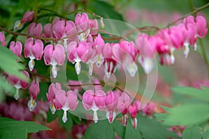 Bleeding heart flowers, also known as `lady in the bath`or lyre flower, photographed in Surrey, UK.