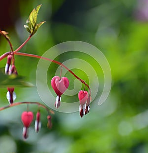 Bleeding heart flowers