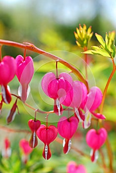 Bleeding Heart flowers ( Dicentra spectabilis)