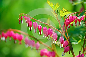 Bleeding Heart flowers ( Dicentra spectabilis)