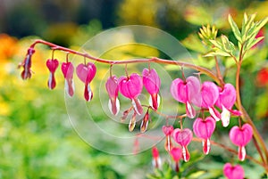 Bleeding Heart flowers ( Dicentra spectabilis) photo