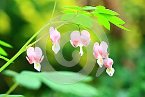 Bleeding heart flowers(Dicentra spectabilis) with soft background