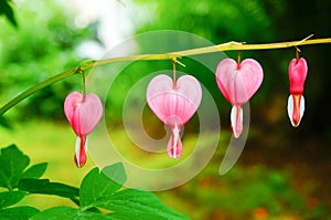 Bleeding heart flowers (Dicentra spectabils)