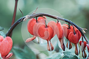 Bleeding heart flowers Dicentra spectabils blooming in the garden