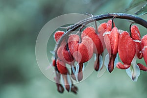 Bleeding heart flowers Dicentra spectabils blooming in the garden