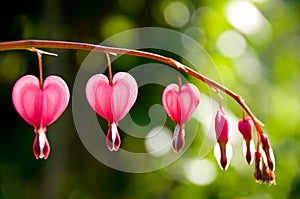 Bleeding Heart Flowers Diminishing photo