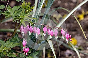 Bleeding heart flowers flowering in springtime