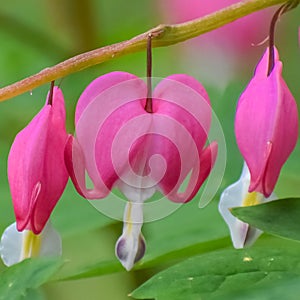 Bleeding Heart Flowers Hanging in Garden