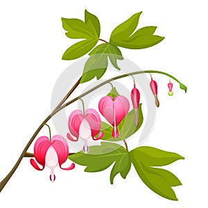 Bleeding heart flowers isolated realistic vector illustration on white