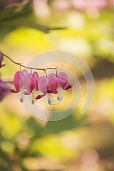 Bleeding heart flowers macro.