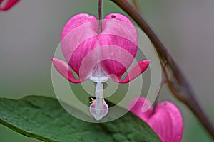 Bleeding Heart Flowers