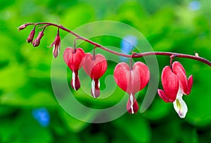 Bleeding Heart Flowers