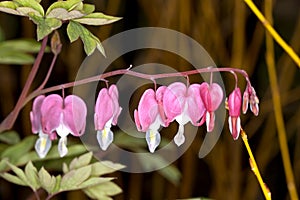 Bleeding Heart (Lamprocapnos spectabilis)