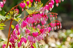 Bleeding heart, Lamprocapnos spectabilis