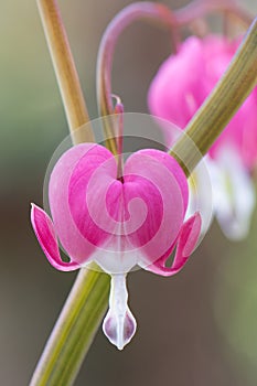 Bleeding heart, Lamprocapnos spectabilis, close-up of pink flower