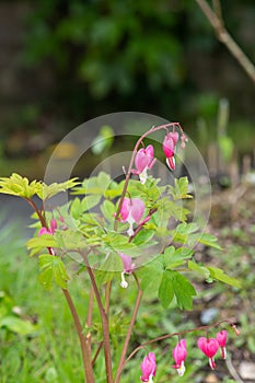 Bleeding heart (lamprocapnos spectabilis) flower