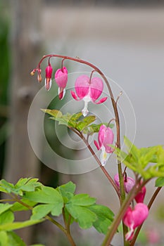 Bleeding heart (lamprocapnos spectabilis) flower