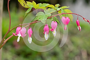 Bleeding heart (lamprocapnos spectabilis) flower