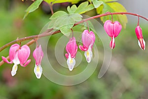 Bleeding heart (lamprocapnos spectabilis) flower