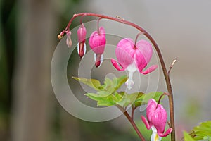 Bleeding heart (lamprocapnos spectabilis) flower