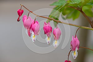 Bleeding heart (lamprocapnos spectabilis) flower