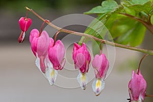 Bleeding heart (lamprocapnos spectabilis) flower