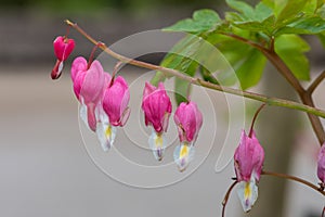 Bleeding heart (lamprocapnos spectabilis) flower