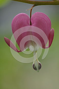 Bleeding Heart (Lamprocapnos spectabilis) flower