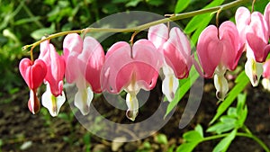 Bleeding Heart Lamprocapnos Spectabilis. Heart-shaped spring garden flower.