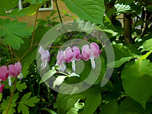 Bleeding Heart. Little pink flowers in spring garden close-up image