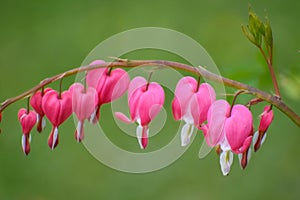 Bleeding Heart Perennial Flowers Blooming