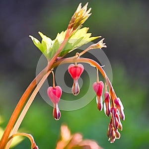 Bleeding Heart Perennial Plant photo