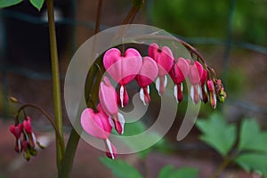 Bleeding heart plant