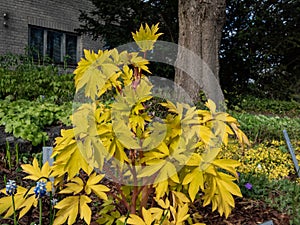 Bleeding heart plant cultivar (Dicentra spectabilis) \'Gold Hearts\' with bright yellow leaves