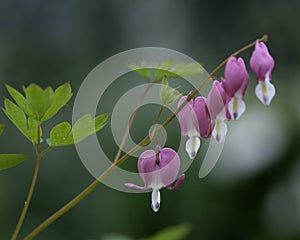 Bleeding Heart Plant