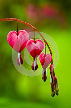 Bleeding Heart