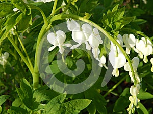 Bleeding heart in syrupy summer afternoon