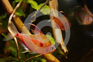 Bleeding heart tetra dominant male show aggressive spawning behaviour, Rio Negro endemic fish, neon glow in blackwater