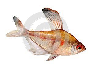 Bleeding Heart Tetra Hyphessobrycon Eryhrostigma freshwater aquarium fish isolated on white background