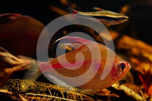 Bleeding heart tetra male and golden pencilfish friendly neighbour, neon glowing colors, Rio Negro endemic fish photo