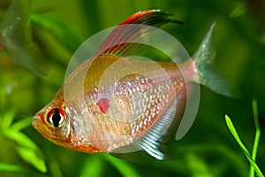 Bleeding heart tetra, popular ornamental blackwater fish from Barcelos, Rio Negro, dominant male in bright spawning coloration photo