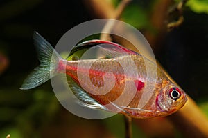 Bleeding heart tetra swim fast, Rio Negro endemic fish side view,  neon glow in blackwater biotope aquarium design photo