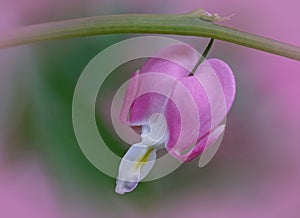 Bleeding heart upclose