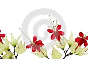 Bleeding Heart Vine Border Isolated