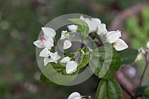Bleeding heart vine or Clerodendrum thomsoniae. Other names Glorybower and Bagflower. Lovely small pure white flowers with heart-