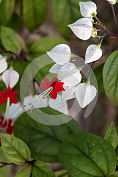 Bleeding heart vine or Clerodendrum thomsoniae. Other names Glorybower and Bagflower. Lovely small pure white flowers with heart-