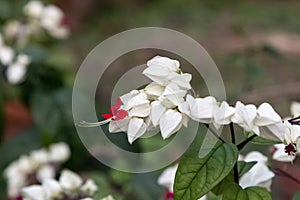 Bleeding heart vine or Clerodendrum thomsoniae. Other names Glorybower and Bagflower. Lovely small pure white flowers with heart-