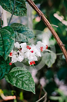 The bleeding heart vine (Clerodendrum thomsoniae) is a twining evergreen vine native