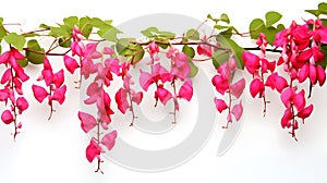 Bleeding heart vine group plants isolated on white background